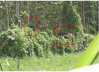 Gambar 8. Merak hijau berjemur di areal tumpangsari TNAP  