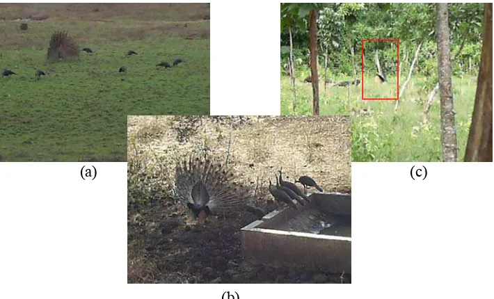Gambar 9. Perilaku display, (a) padang penggembalaan, (b) savana Bekol TNB, (c) areal tumpangsari  
