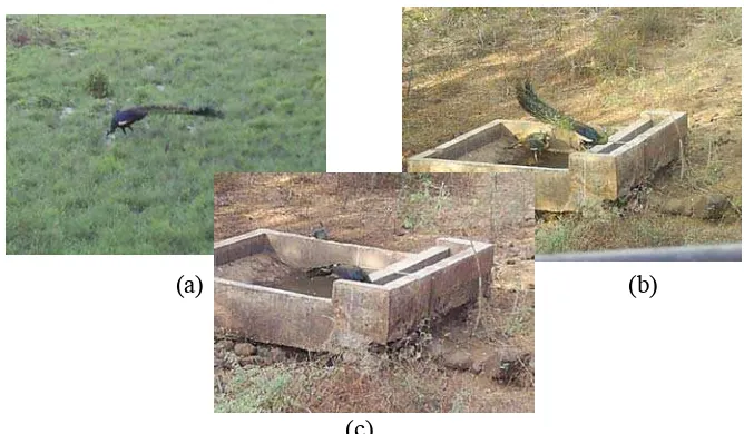 Gambar 13. Perilaku minum merak hijau, (a) TNAP, (b) TNB, (c) minum dengan posisi mendekam  