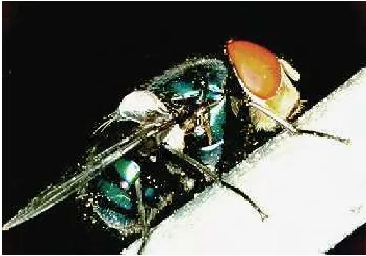 Gambar 1 Chrysomya megacephala ( Anonimous 2007a ) 