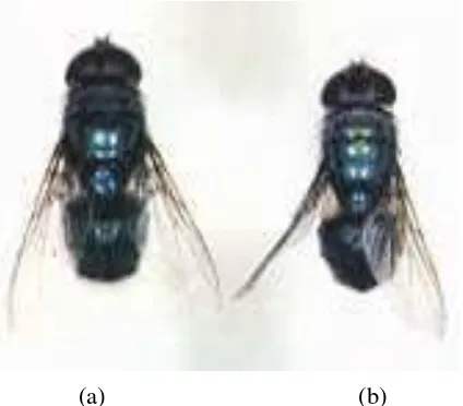 Gambar  2  Chrysomya megacephala (a) jantan (b) betina (Anonimous 2007b) 