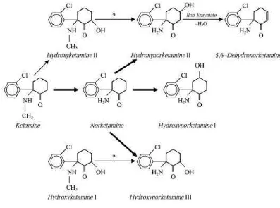 Gambar 3. Metabolisme Ketamin (Morgan et al, 2014) 