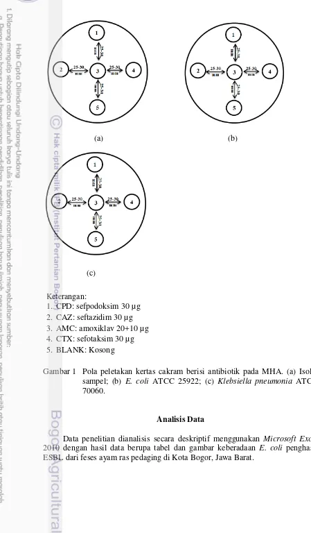 Gambar 1 Pola peletakan kertas cakram berisi antibiotik pada MHA. (a) Isolat 