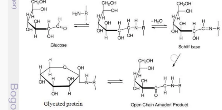 Gambar 2 Skema reaksi glikasi protein (Zhang et al. 2009). 