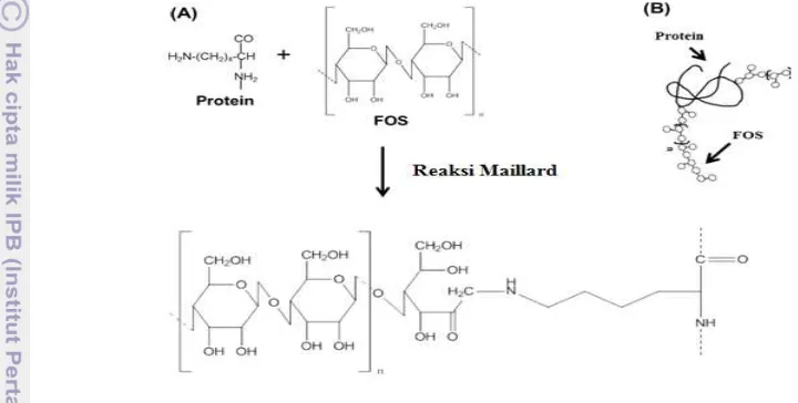Gambar 7 Skema representasi kondensasi protein dan FOS melalui reaksi 