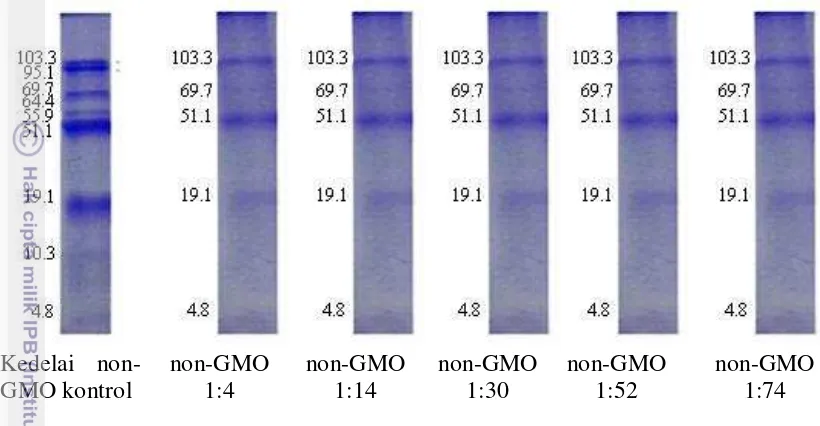 Gambar 10 Profil berat molekul protein kacang kedelai non-GMO sebelum dan 