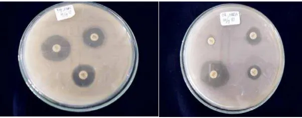Gambar 6. Uji Sensitifitas Bakteri dengan Metode Disk Difusi 