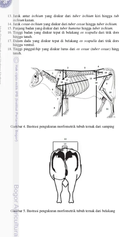 Gambar 4. Ilustrasi pengukuran morfometrik tubuh ternak dari samping  