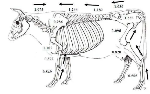 Gambar 6. Pola pertumbuhan tulang ternak sapi PO jantan 