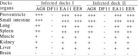 Table 1 Characteristics of monoclonal antibodies prepared againstavian influenza virus subtype H5N1 of Indonesian origin
