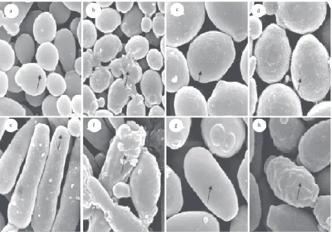 Fig 2  SEM of Candida albicansxanthorrhizol at 1  (a and b), C. glabrata (c and d), C