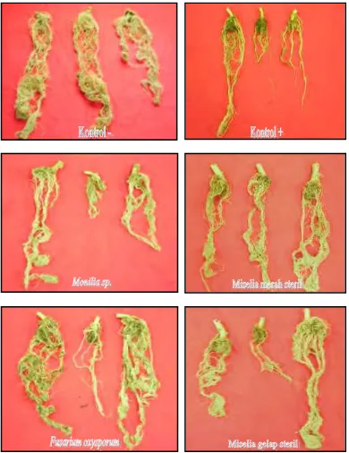 Gambar 2  Gambar gejala penyakit akar gada pada akar dengan perlakuan jenis cendawan endofit asal rumput dan teki