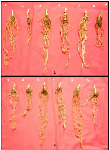 Gambar 4   Gambar gejala penyakit akar gada di akar pada perlakuan cendawan endofit asal tanah perakaran bambu