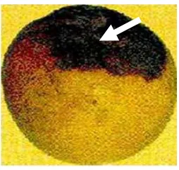 Gambar 1   Gejala serangan L. theobromae   pada buah mangga berwarna hitam   (sumber : Affandi 2005) 