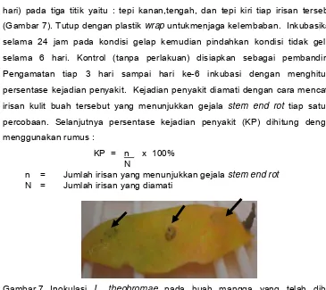 Gambar 7  Inokulasi L. theobromae pada buah mangga yang telah diberi perlakuan  