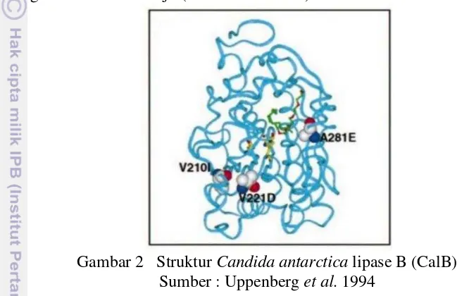 Gambar 2   Struktur  Candida antarctica lipase B (CalB) 