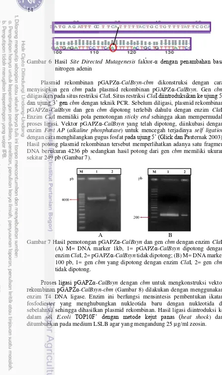 Gambar 6 Hasil  Site Directed Mutagenesis faktor-α dengan penambahan basa 