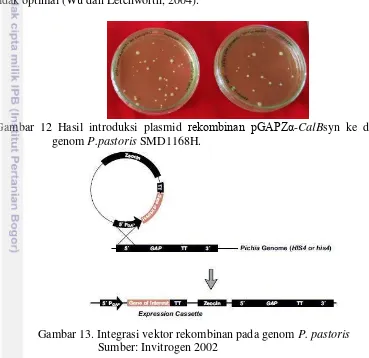 Gambar 12 Hasil introduksi plasmid  rekombinan pGAPZα-CalBsyn ke dalam 