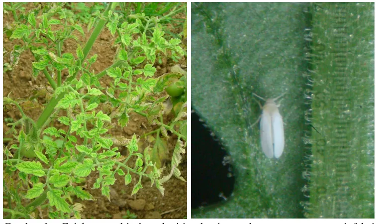 Gambar 1   Gejala penyakit daun keriting kuning pada tanaman tomat terinfeksi Tomato yellow leaf curl virus (TYLCV) [diambil dari daerah endemik di Bogor, Jawa Barat] (kiri); dan imago B