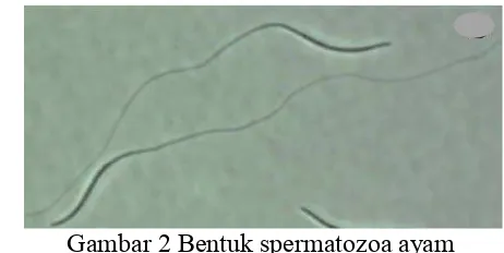 Gambar 2 Bentuk spermatozoa ayam 