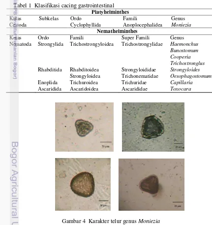 Gambar 4  Karakter telur genus Moniezia 