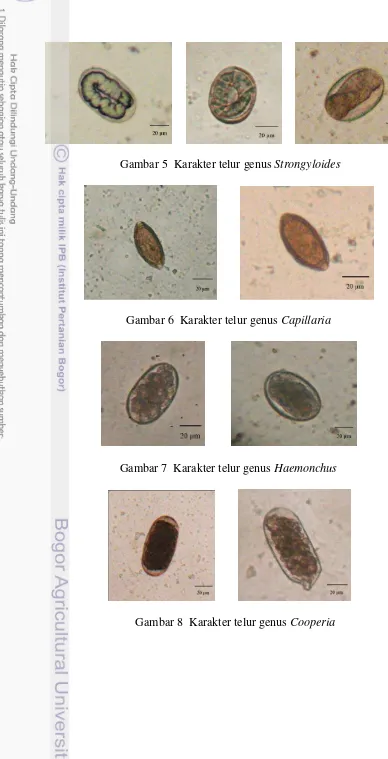 Gambar 8  Karakter telur genus Cooperia 