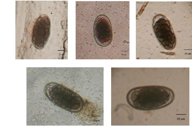 Gambar 11  Karakter telur genus Bunostomum 