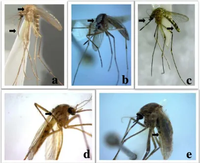 Gambar 4  Jenis nyamuk dari genus Culex spp. di Desa Mandomai 2015. a. Culex quinquefasciatus; b