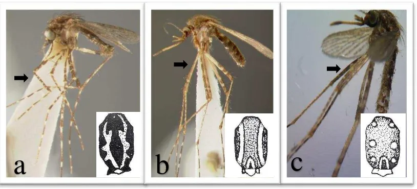 Gambar 5  Jenis nyamuk dari genus Mansonia spp. di Desa Mandomai 2015. a. Mn. annulata; b