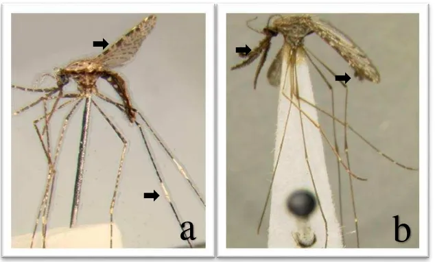 Gambar 7 Jenis nyamuk dari genus Aedes spp. di Desa Mandomai 2015. a dan c Aedes albopictus; b dan d