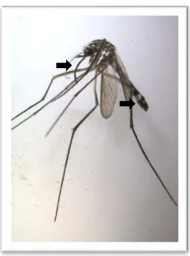 Gambar 8  Armigeres subalbatus di Desa Mandomai 2015.        ciri khas nyamuk 