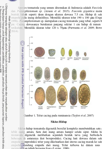 Gambar 1. Telur cacing pada ruminansia (Taylor et al, 2007) 