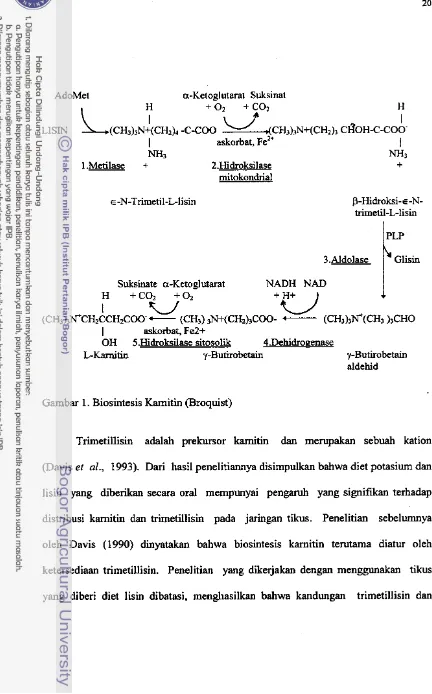 Gambar 1. Biosintesis Kamitin (Broquist) 