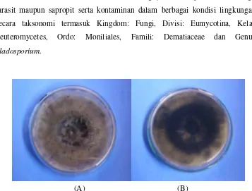 Gambar 3.  Koloni Cladosporium sp. pada umur 10 hari; (A) Dilihat dari atas; (B) Dilihat 
