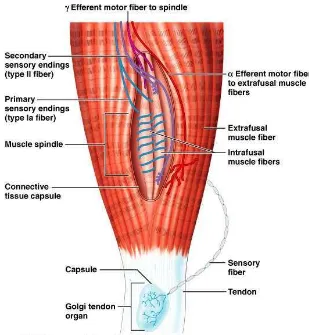 Gambar 1. Muscle Spindle and Golgi Tendo Organ Sumber: Gambar image diunduh 05/02/2017 pukul 13.59