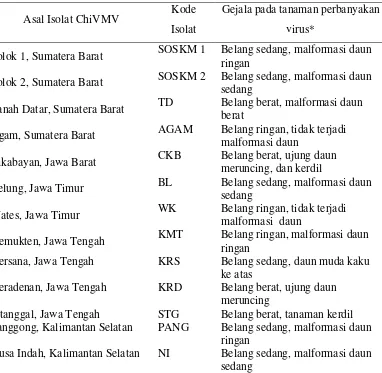 Tabel 3.3  Isolat-isolat ChiVMV yang berhasil diperbanyak di rumah kaca 