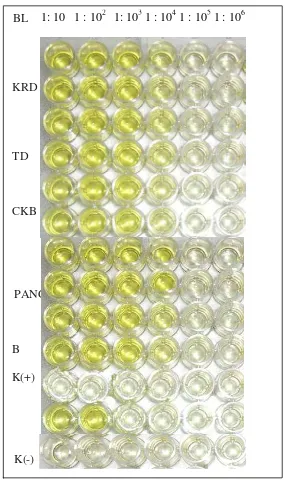 Gambar 3.4 Reaksi perubahan warna pada plat mikrotiter hasil I-ELISA pada berbagai tingkat pengenceran (1 : 10 hingga 1 : 106) menggunakan lima isolat ChiVMV: Malang (BL), Keradenan (KRD), Tanah Datar (TD),  Cikabayan (CKB), Panggong (PANG), Bufer (B),  Ko
