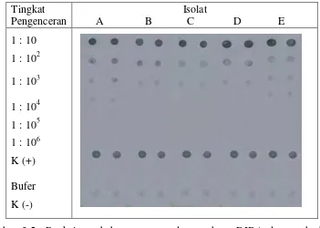 Gambar 3.5  Reaksi perubahan warna pada membran DIBA dengan berbagai tingkat pengenceran sap menggunakan lima isolat ChiVMV