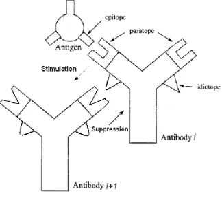 Fig. 1.Antigen-antibody binding and Jerne’s Idiotypic Network Theory.