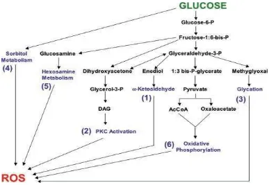 Gambar 1. Jalur Metabolisme Glukosa yang Dapat Menghasilkan ROS 