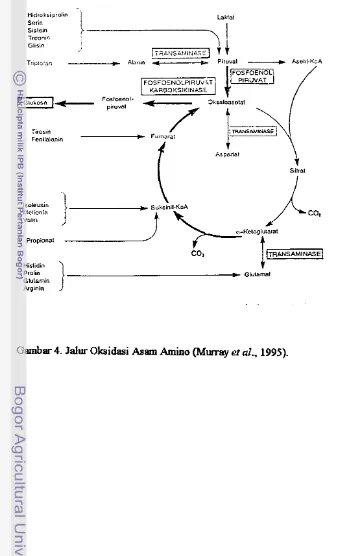 Gambar 4. Jalur Olcsidasi h a m  Amino @furray et al., 1995). 