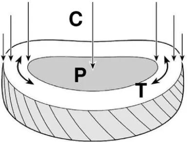Figure 1. 14: Compressive loading of intervertebral disc. Adapted from 