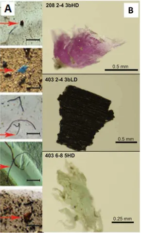 Figure 6: (A) Images of microplastics (at arrows) found in ice cores from the Arctic Ocean (Obbard et 