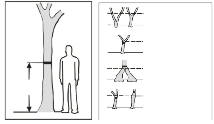 Gambar 6 Penentuanuan posisi pengukuran lingkar batang tumbu