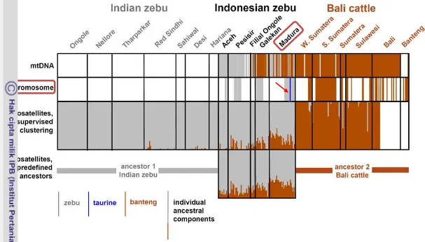 Gambar 3 Komponen genomik sapi indonesia berdasarkan penanda genetik mtDNA, kromosom Y, dan mikrosatelit (Mohamad et al
