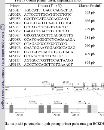 Tabel 3 Urutan primer untuk amplifikasi DNA 