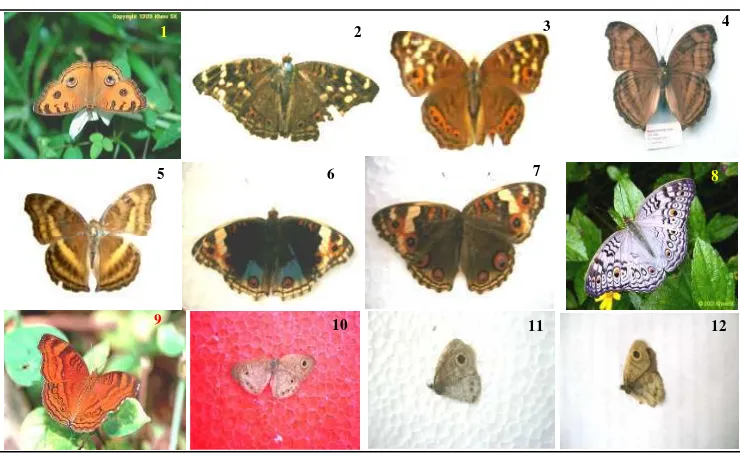 Gambar 7. Jenis kupu-kupu Famili Nymphalidae dari Genus Junonia dan Ypthima 1)  Junonia almana javana  (Foto:Khew 1999); 2) J