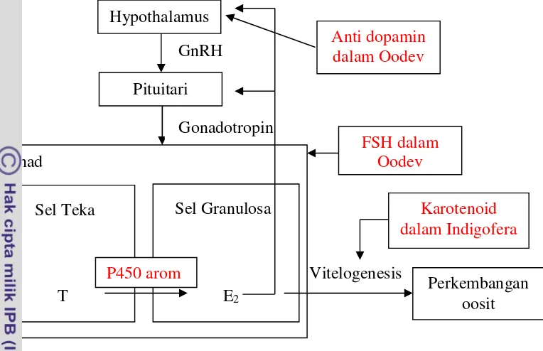Gambar 1 Mekanisme kerja premiks hormon Oodev dan pakan indigofera