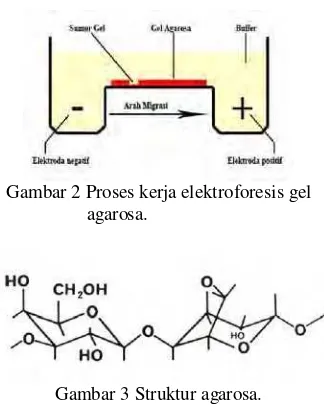 Gambar 2 Proses kerja elektroforesis gel