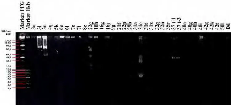 Gambar 8 Profil plasmid hasil elektroforesis dengan PFGE.